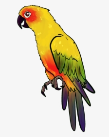 Drawn Parakeet Pirate Parrot - Parrot Drawing, HD Png Download, Transparent PNG