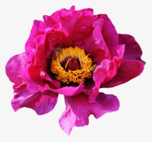 Pink Rose Flower Png Image - Wild Roses Png, Transparent Png, Transparent PNG