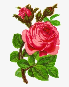 Rose Flower Clip Art Floral Craft Supply Digital Download - Rose Flower Pictures Download, HD Png Download, Transparent PNG