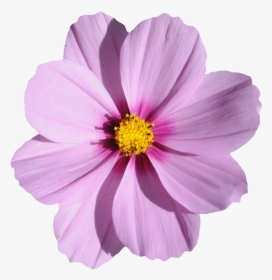 Flower Image File Formats - Purple Cosmos Flower Png, Transparent Png, Transparent PNG