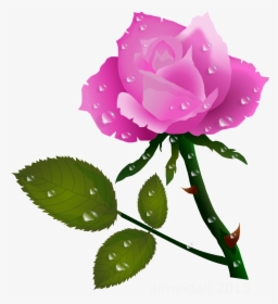 Pink Rose With Water Drops Pink Roses, Planter, Water - Rose Flower Gif Clipart, HD Png Download, Transparent PNG