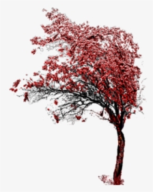 Beautiful Tree Png Icon And Background Transparent - Photography, Png Download, Transparent PNG