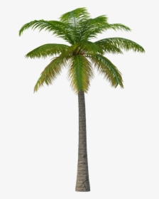 Palm Tree Png Image - Martin Garrix Summer Days Haywyre Remix, Transparent Png, Transparent PNG