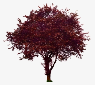 Purple Leaf Plum - Maroon Maple Png, Transparent Png, Transparent PNG
