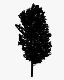 Black And White Acorn Tree, HD Png Download, Transparent PNG