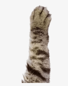 Cat Paw Google Phone - Cat Paw Transparent Background, HD Png Download, Transparent PNG
