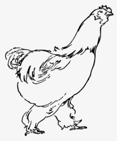 Art,livestock,fowl - Chicken Drawing Png, Transparent Png, Transparent PNG