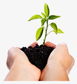Image Of Hands Holding A Seedling - Manos Con Tierra Png, Transparent Png, Transparent PNG