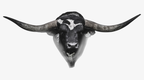 Hetland Horns Bull Head - Real Bull Head Png, Transparent Png, Transparent PNG
