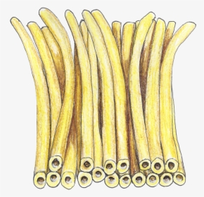 Bucattini Web Sm - Wood, HD Png Download, Transparent PNG