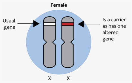 X-linked Recessive Inheritance - Sex Linked Gene Drawing, HD Png Download, Transparent PNG