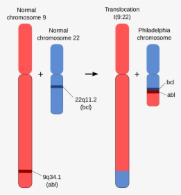 Philadelphia Chromosome , Png Download - Philadelphia Chromosome, Transparent Png, Transparent PNG