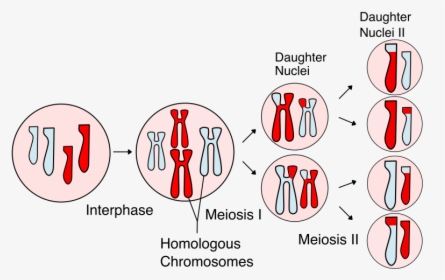 Meiosis Science, HD Png Download, Transparent PNG