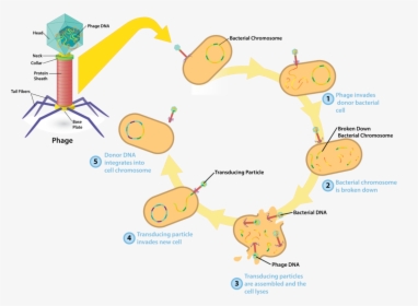 Bacteriophage V4 - General Mechanism Of Transduction, HD Png Download, Transparent PNG