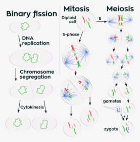 Meiosis A Level Biology Aqa, HD Png Download, Transparent PNG