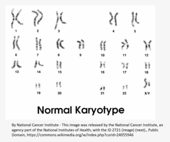 The Karyotype Of A Normal Person - Male Karyotype, HD Png Download, Transparent PNG