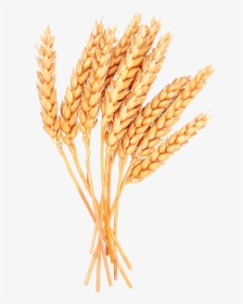 Wheat Vector Free Png Image - Wheat Clipart Transparent Background, Png Download, Transparent PNG