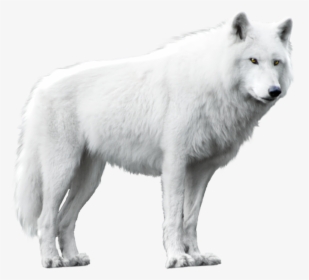 White Wolf Png - White Wolf White Background, Transparent Png, Transparent PNG
