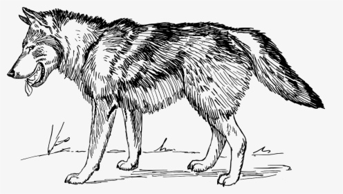 Wolf Line Drawing Transparent Png Image - Wolf Black And White, Png Download, Transparent PNG