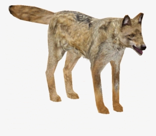 Indian Wolf - Coyote, HD Png Download, Transparent PNG