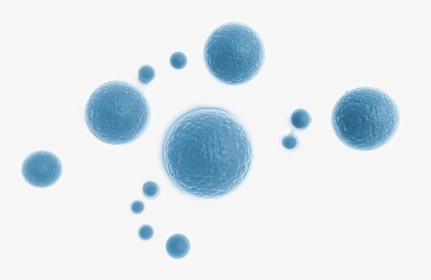 Thumb Image - Stem Cells Png, Transparent Png, Transparent PNG