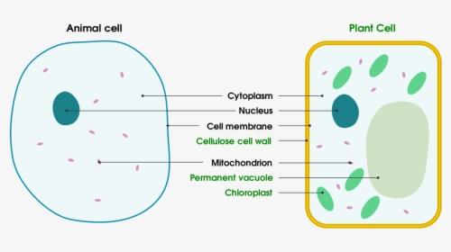 1 Basic Structure Of Animal And Plant Cells - Animal And Plant Cell Transparent Background, HD Png Download, Transparent PNG