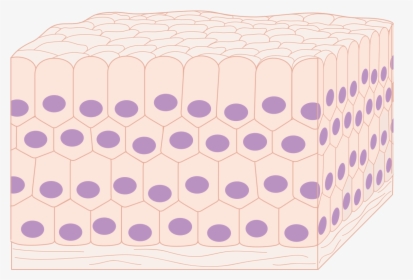 Body Tissue Png - Tissues In The Body Png, Transparent Png, Transparent PNG