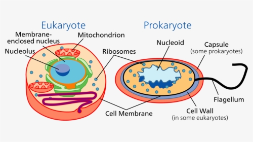 Prokaryotes And Eukaryotes, HD Png Download, Transparent PNG