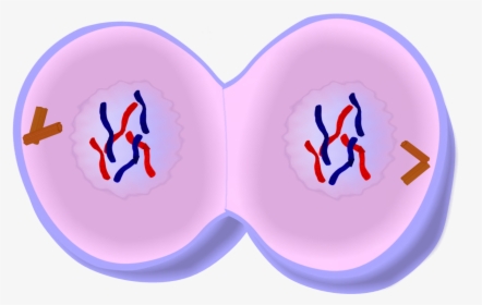 Early Telophase In Mitosis, HD Png Download, Transparent PNG