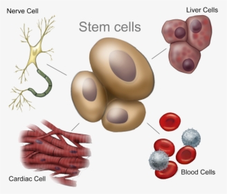 C7 Stemcellsnew Hires-1024x867 - Many Unspecialized Stem Cells, HD Png Download, Transparent PNG