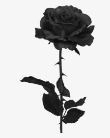 Transparent Dark Flowers Png - Black Rose Png, Png Download, Transparent PNG