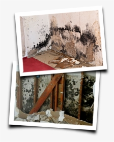 Mold-pics - Mold And Landlords, HD Png Download, Transparent PNG
