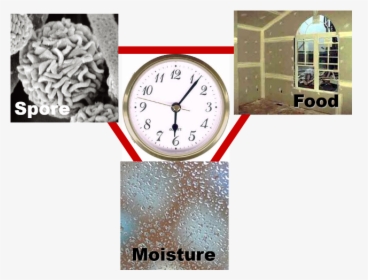 What Causes Mold To Grow - Quartz Clock, HD Png Download, Transparent PNG