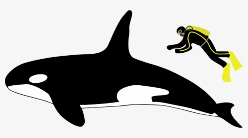 Diagram Showing A Killer Whale And Scuba Diver From - Orca Vs White Shark Size, HD Png Download, Transparent PNG
