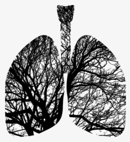 Lungs Trees, HD Png Download, Transparent PNG