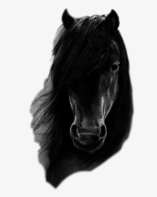 #caballo #negro #caballonegro #freetoedit - Black Horse Drawing, HD Png Download, Transparent PNG
