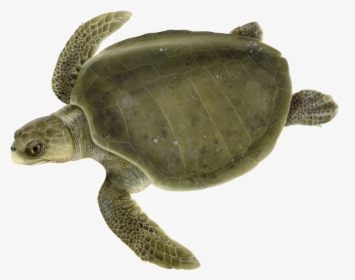 Adult Olive Ridley Sea Turtle - Olive Ridley Turtle Clipart, HD Png Download, Transparent PNG