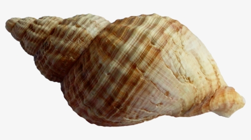Shell Png , Png Download - Shell Png, Transparent Png, Transparent PNG