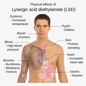 2000px Possible Physical Effects Of Lysergic Acid Diethylamide - Does Lsd Affect The Body, HD Png Download, Transparent PNG