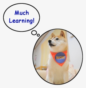 Doge Learning - Shiba Inu, HD Png Download, Transparent PNG