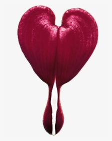Thumb Image - Transparent Bleeding Heart Flower, HD Png Download, Transparent PNG