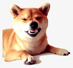 Transparent Shiba Inu Clipart - Doge Snarling, HD Png Download, Transparent PNG