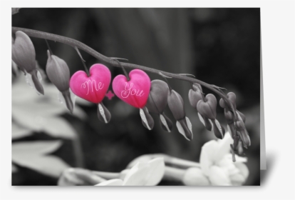 Bleeding Hearts Greeting Card - Close-up, HD Png Download, Transparent PNG