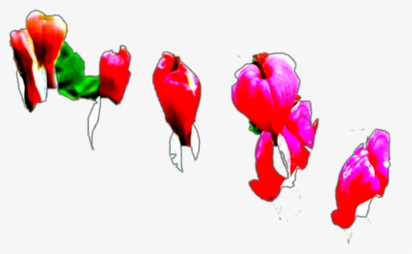 #bleeding Hearts - Illustration, HD Png Download, Transparent PNG