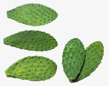 Cactus Plates Png Image - สาร สกัด จาก กระบองเพชร, Transparent Png, Transparent PNG