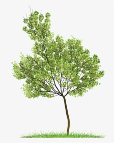 Icon Clip Art - Green Tree Icon Png, Transparent Png, Transparent PNG