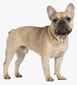 Thumb Image - French Bull Dog Png, Transparent Png, Transparent PNG