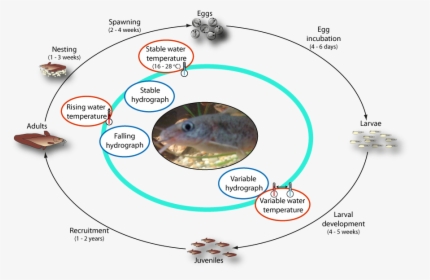 Life Cycle Of Eel-tailed Catfish - Murray River Turtle Life Cycle, HD Png Download, Transparent PNG