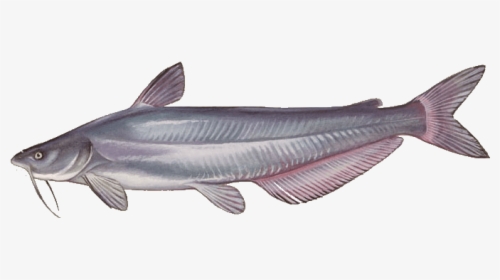 Species Of Catfish, HD Png Download, Transparent PNG