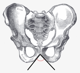 Subpubic Angle, Male - Pelvis Sub Pubic Angle, HD Png Download, Transparent PNG